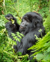 Gorilla beringei beringei