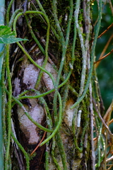 Weberocereus trichophorus