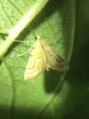 Cataclysta angulata