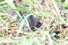 Microtus subterraneus