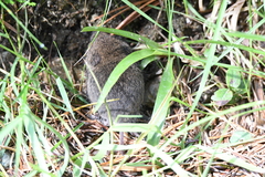 Microtus subterraneus