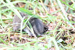 Microtus subterraneus
