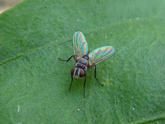 Microsoma exiguum
