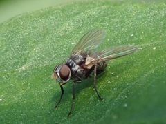 Microsoma exiguum