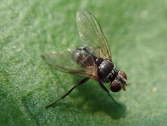 Microsoma exiguum
