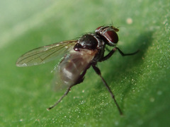 Microsoma exiguum