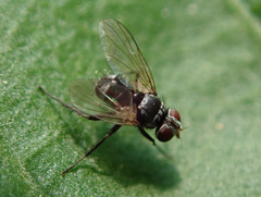 Microsoma exiguum