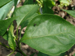 Microsoma exiguum