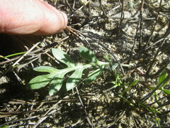 Othonna ciliata