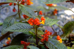 Chrysothemis pulchella
