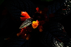 Chrysothemis pulchella