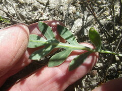 Othonna ciliata