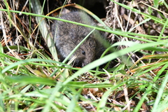 Microtus subterraneus