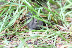 Microtus subterraneus