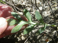 Othonna ciliata