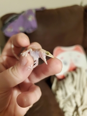 Hemidactylus turcicus