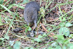 Microtus subterraneus