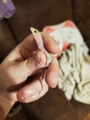 Hemidactylus turcicus