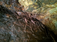 Pachyrhamma acanthocerum