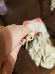 Hemidactylus turcicus