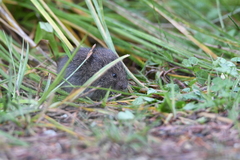 Microtus subterraneus