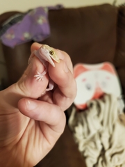 Hemidactylus turcicus