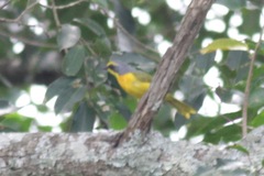 Telophorus sulfureopectus