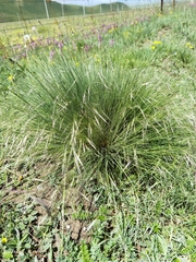 Stipa penicillata