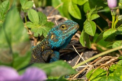 Acanthocercus ugandaensis