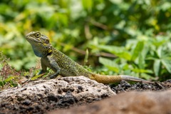 Acanthocercus ugandaensis