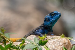 Acanthocercus ugandaensis