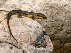 Trachylepis maculilabris