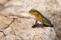 Trachylepis maculilabris