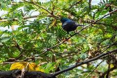 Cinnyris erythrocercus