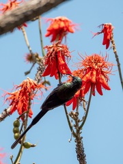 Nectarinia kilimensis
