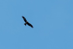Milvus migrans