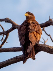 Milvus migrans