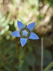 Comastoma pulmonarium