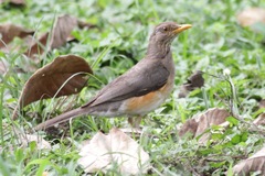 Turdus pelios