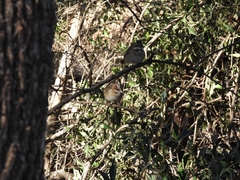 Zonotrichia capensis