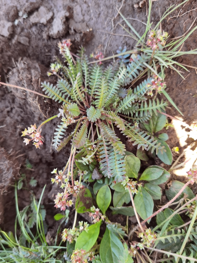 Androsace filicula