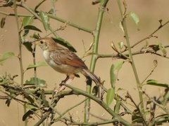 Cisticola chiniana