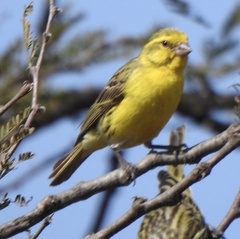 Crithagra dorsostriata