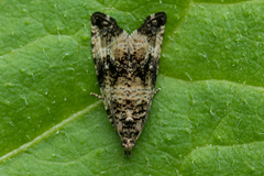Celypha rurestrana