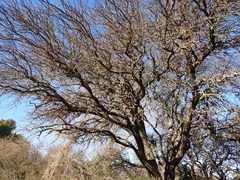 Prosopis caldenia