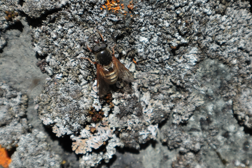 Hybomitra aequetincta