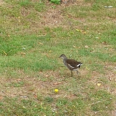 Gallinula chloropus