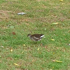 Gallinula chloropus