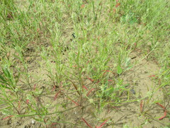 Corispermum hyssopifolium