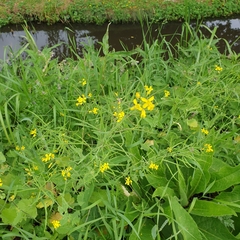 Brassica rapa